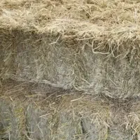 کاه(سراچینا)