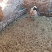 کاور محلی آبستن|لوازم جانبی حیوانات|زرند, |دیوار