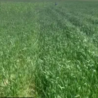 زمین زراعی دیم (اجاره)