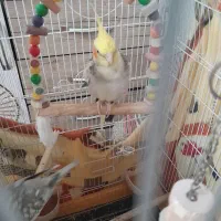 عروس هلندی|پرنده|ری, هاشم‌آباد|دیوار