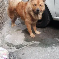 یک عدد سگ نژادداراصیل چاوچاوبه فروش میرسد|سگ|رشت, کوی مهر|دیوار