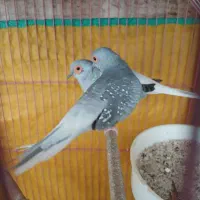 کبوتر الماسی