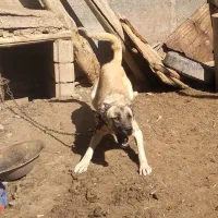 سگ گله ای|سگ|تبریز, |دیوار