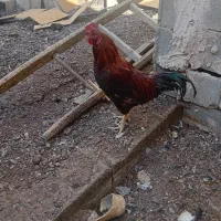 خروس دو رگ لاری|حیوانات مزرعه|اصفهان, شفق|دیوار