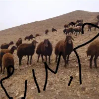 میش آبستن یا میش و بره وعدەای