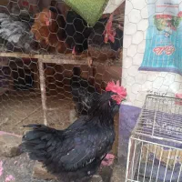 تعدادی خروس محلی سالم جهت کشتار به فروش می رسد