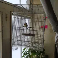 سهره|پرنده|همدان, |دیوار