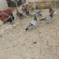 کبوتر سبز و اردن نر دو تا نر ساده افشون  مست|پرنده|زاهدان, |دیوار