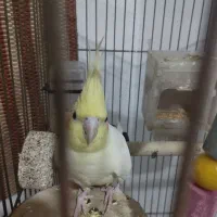 عروس هلندی|پرنده|تربت جام, مسکن مهر|دیوار