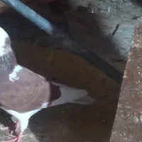 کبوتر|پرنده|گرگان, |دیوار