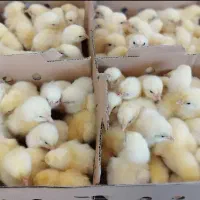 جوجه راس ۳۰۸ صادراتی زرین