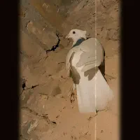 پرنده|پرنده|تربت‌حیدریه, جانبازان|دیوار