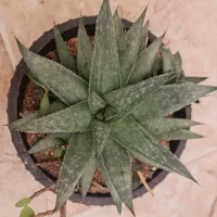 ساکولنت الوعه