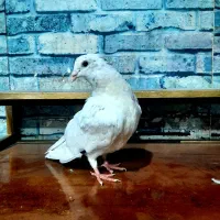 جوجه سرور شازده ی قزوینی|پرنده|شیراز, آزادی|دیوار