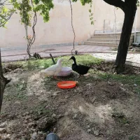 حیوانات خانگی