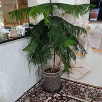 گل زیبا|گل و گیاه طبیعی|کرمانشاه, |دیوار