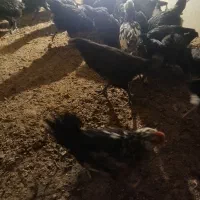 خروس چی نژاد گلین و استر لوپ|حیوانات مزرعه|نجفآباد, جعفرآباد|دیوار