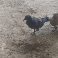 کفتر