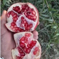 انار درجه ۱