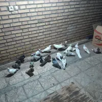 کبوتر فروشی