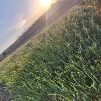 کرت گندم سبز