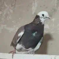 کبوتر|پرنده|هشتگرد, شهرک راه آهن|دیوار