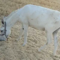 الاغ جوان باری سواری گله ای یخته