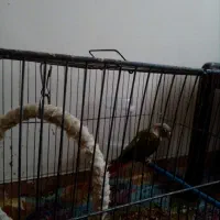 جفت گرینچیک با یک جوجه|پرنده|شیراز, تندگویان|دیوار