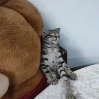 واگذاری رایگان بچه گربه