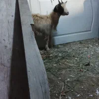 بز . بزغاله آبستن دو قلو جنس دار استثنایی|حیوانات مزرعه|تهران, افسریه شمالی|دیوار