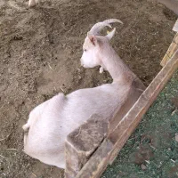 بز‌سانن‌و‌‌پاکستانی‌وگلابی
