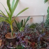 فروش گل وگلدون