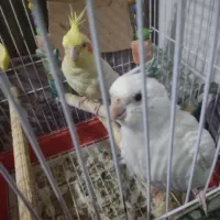 عروس هلندی جوجه|پرنده|نسیمشهر, |دیوار