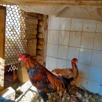 مرغ و خروس لاری|حیوانات مزرعه|قرچک, داوود آباد|دیوار