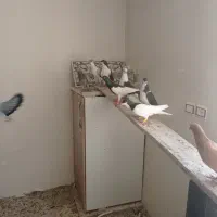 کبوتر|پرنده|قزوین, |دیوار