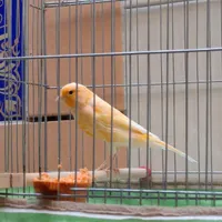 قناری نر مست|پرنده|شیراز, شهرک قمشه|دیوار