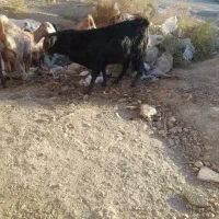 گوسفند خنثی چاق چله مخصوص کشتن