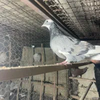 11تا کفتر ی جایی|پرنده|تهران, شهرک رضویه|دیوار