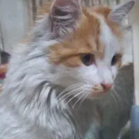 گربه DLH رایگان