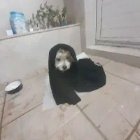 سگ تریر|سگ|زنجان, |دیوار