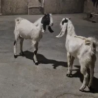 بز بره میش نربز گلابی اصیل زیر گلودار