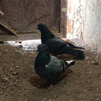 ۲کبوتر سبز|پرنده|چرداول, |دیوار