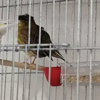 قناری نر و ماده گلستر مست مست