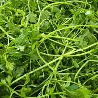 پخش و فروش سبزیجات آماده (عمده و خرده)