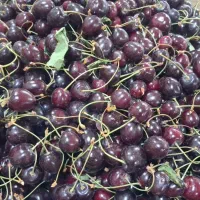 میوه فروشی و ارزان سرای علی امرایی
