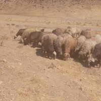 40راس میش آبستن داشتی(گوسفند)|حیوانات مزرعه|شیراز, تپه تلویزیون|دیوار