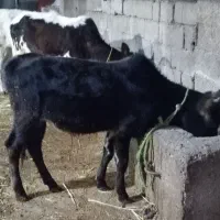 دو تا گوساله نر|حیوانات مزرعه|آستارا, |دیوار