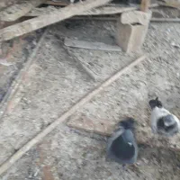 کفترتهرونی