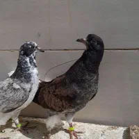 کبوترهای با اصالت ایرانی