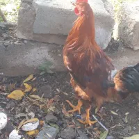 خروس محلی|حیوانات مزرعه|بکتاش, |دیوار